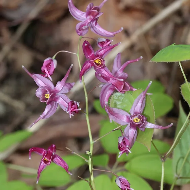 Epimedium (Azgın Keçi Otu) — doğal takviye bileşeni