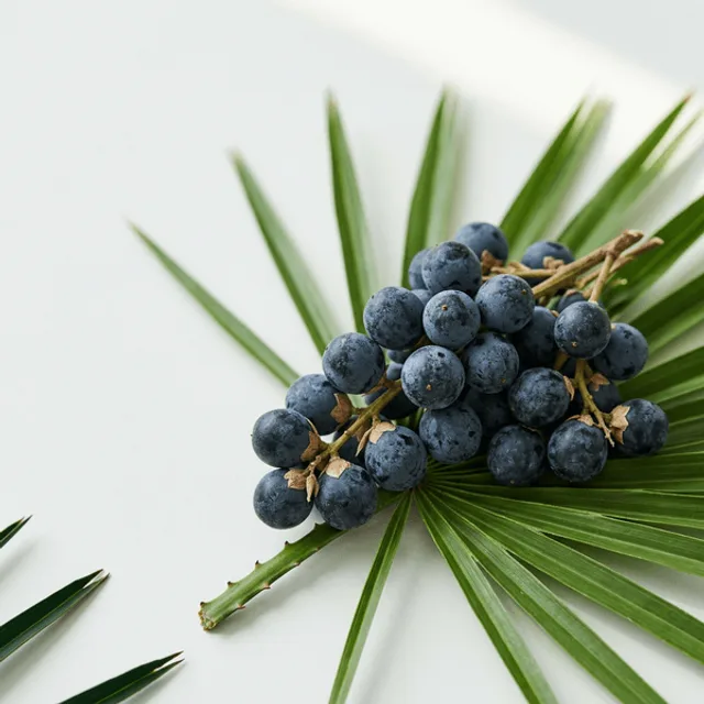 Saw Palmetto (Cüce Palmiye) — doğal takviye bileşeni